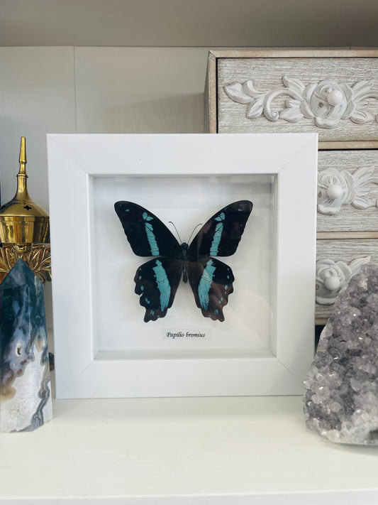 Papilio Bromius | Framed Specimen