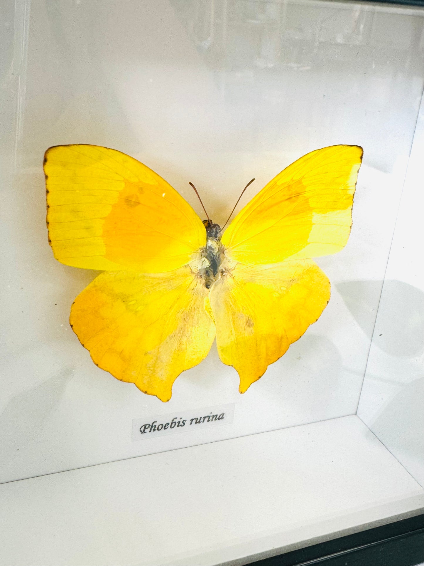 Phoebis Rurina | Framed Specimen