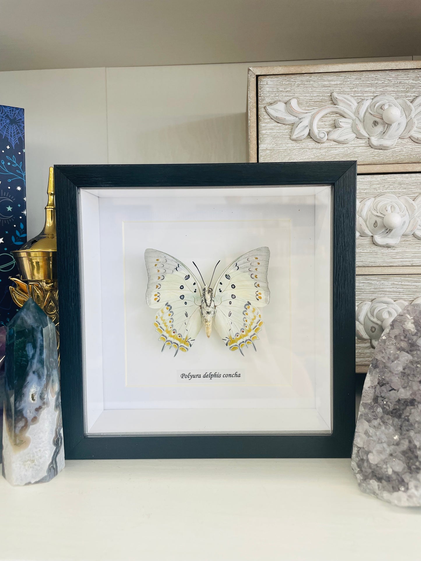 Polyura Delphis Concha ‘Jewel Nawab’ | Framed Specimen