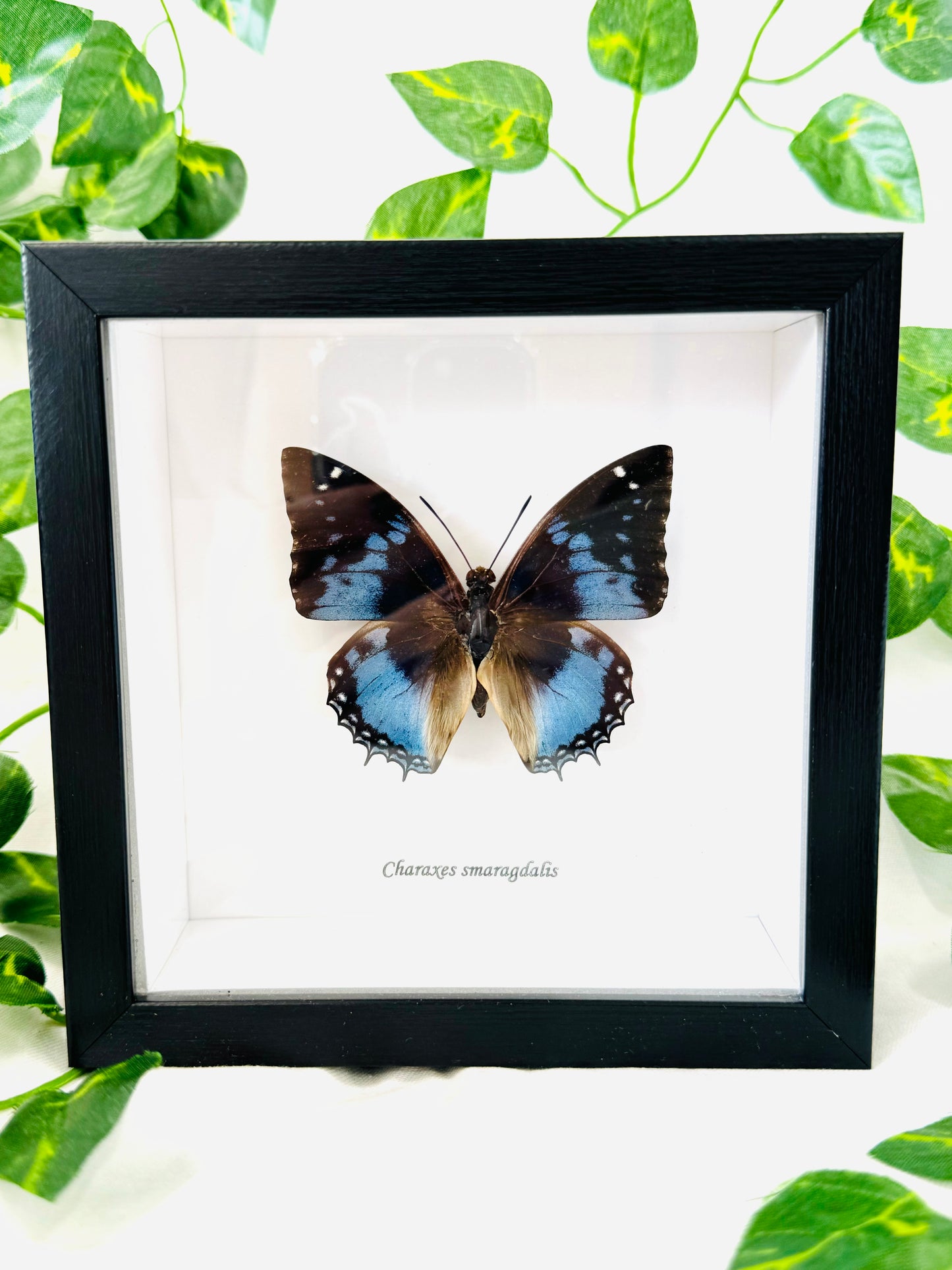 Charaxes Smaragdalis | Framed Specimen