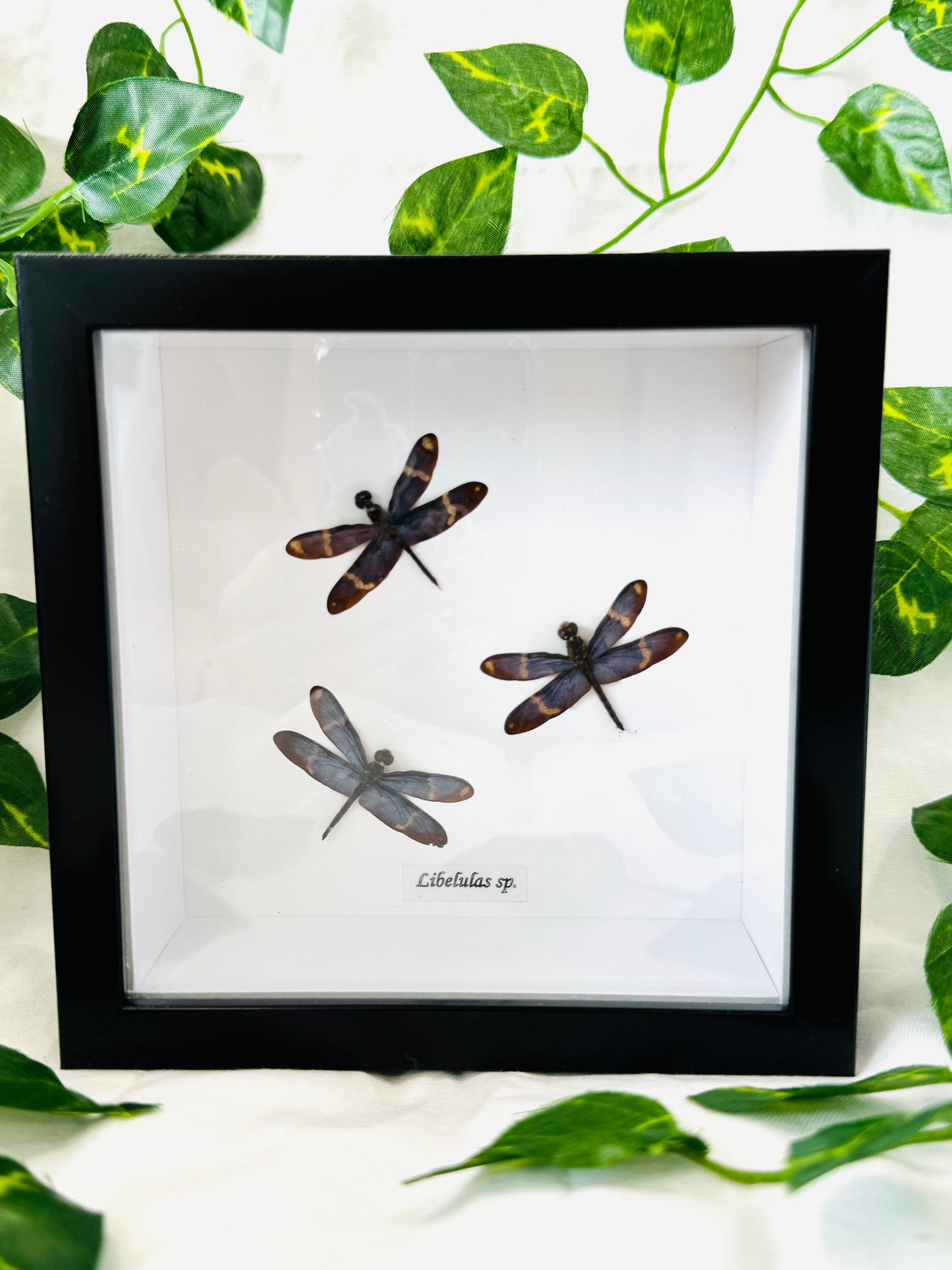 Libelulas Sp. | Framed Specimen