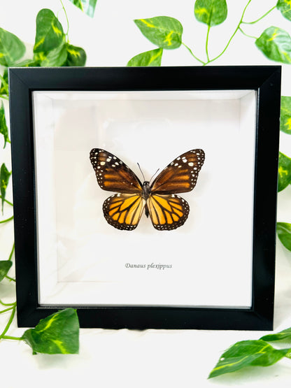 Danaus Plexippus Female Monarch | Framed Specimen