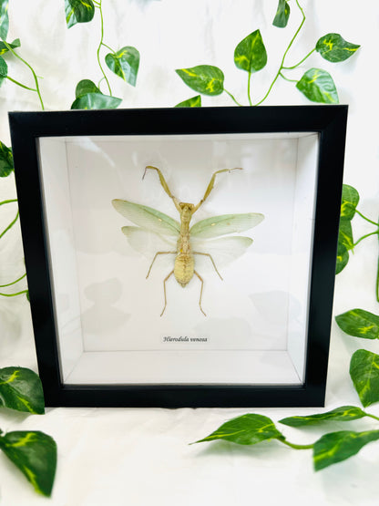 Hierodula Venosa | Framed Specimen