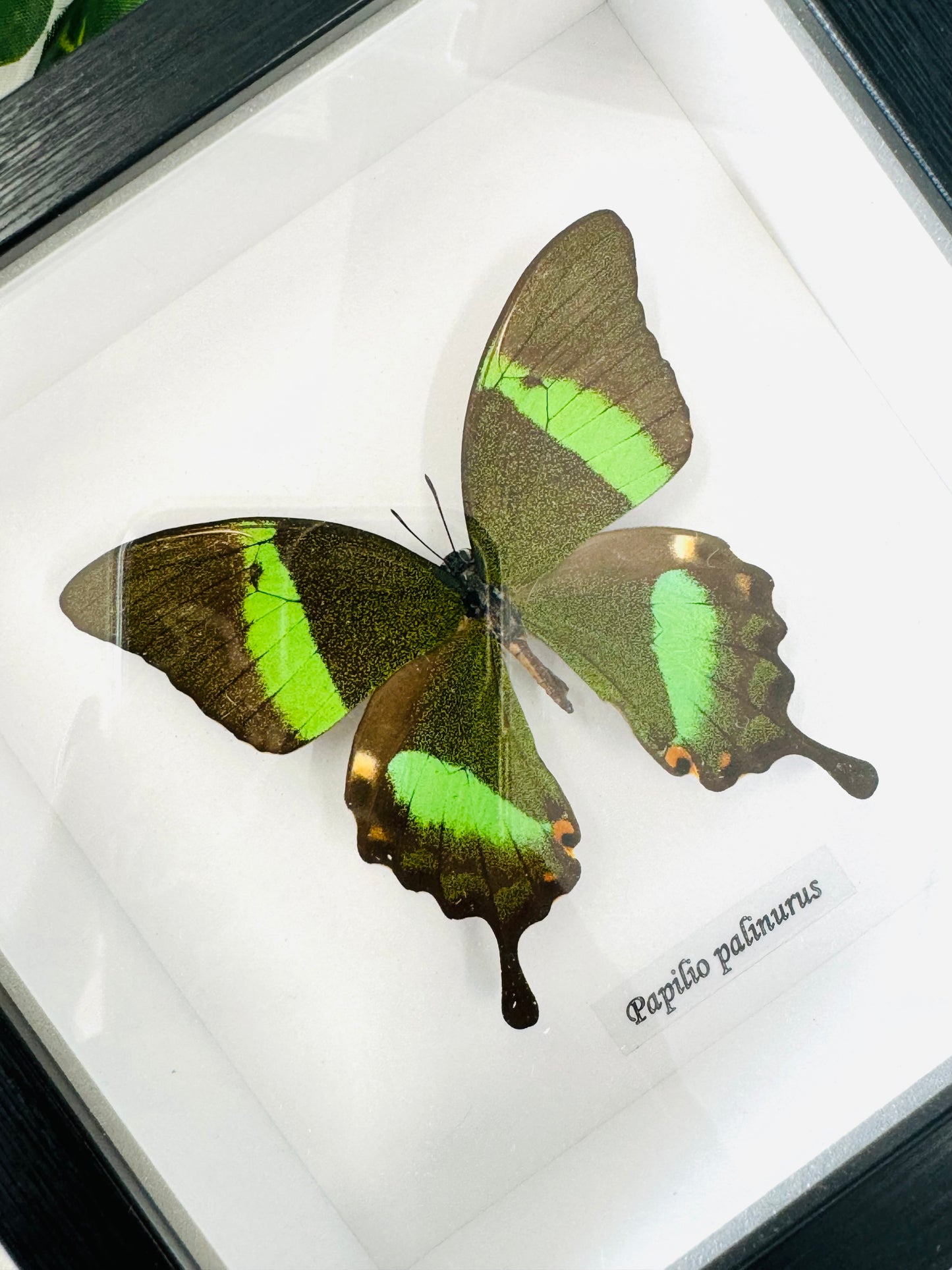 Papilio Palinurus | Framed Specimen