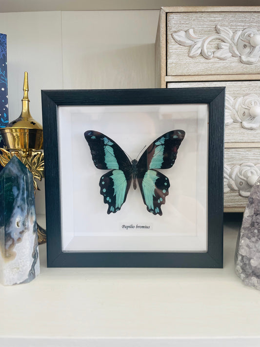 Papilio Bromius | Framed Specimen