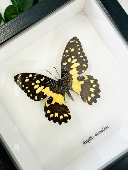 Papilio Demoleus | Framed Specimen