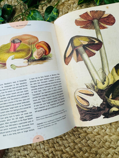 The Magic In Mushrooms | Fungi in folklore superstition and traditional medicine