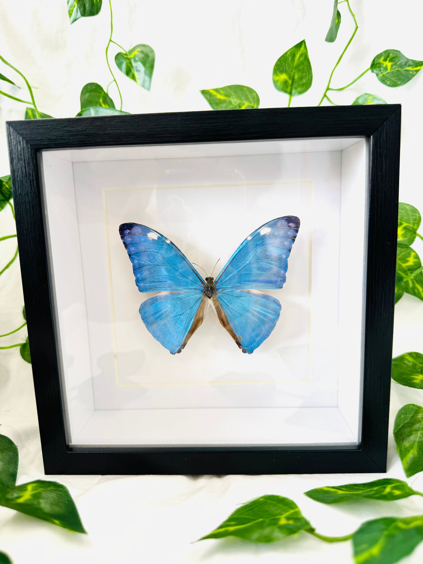 Morpho Adonis | Framed Specimen