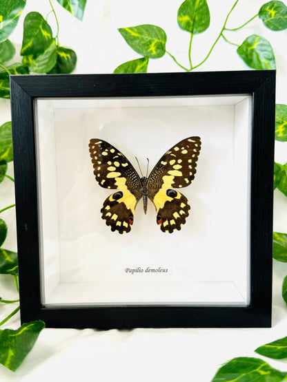 Papilio Demoleus | Framed Specimen