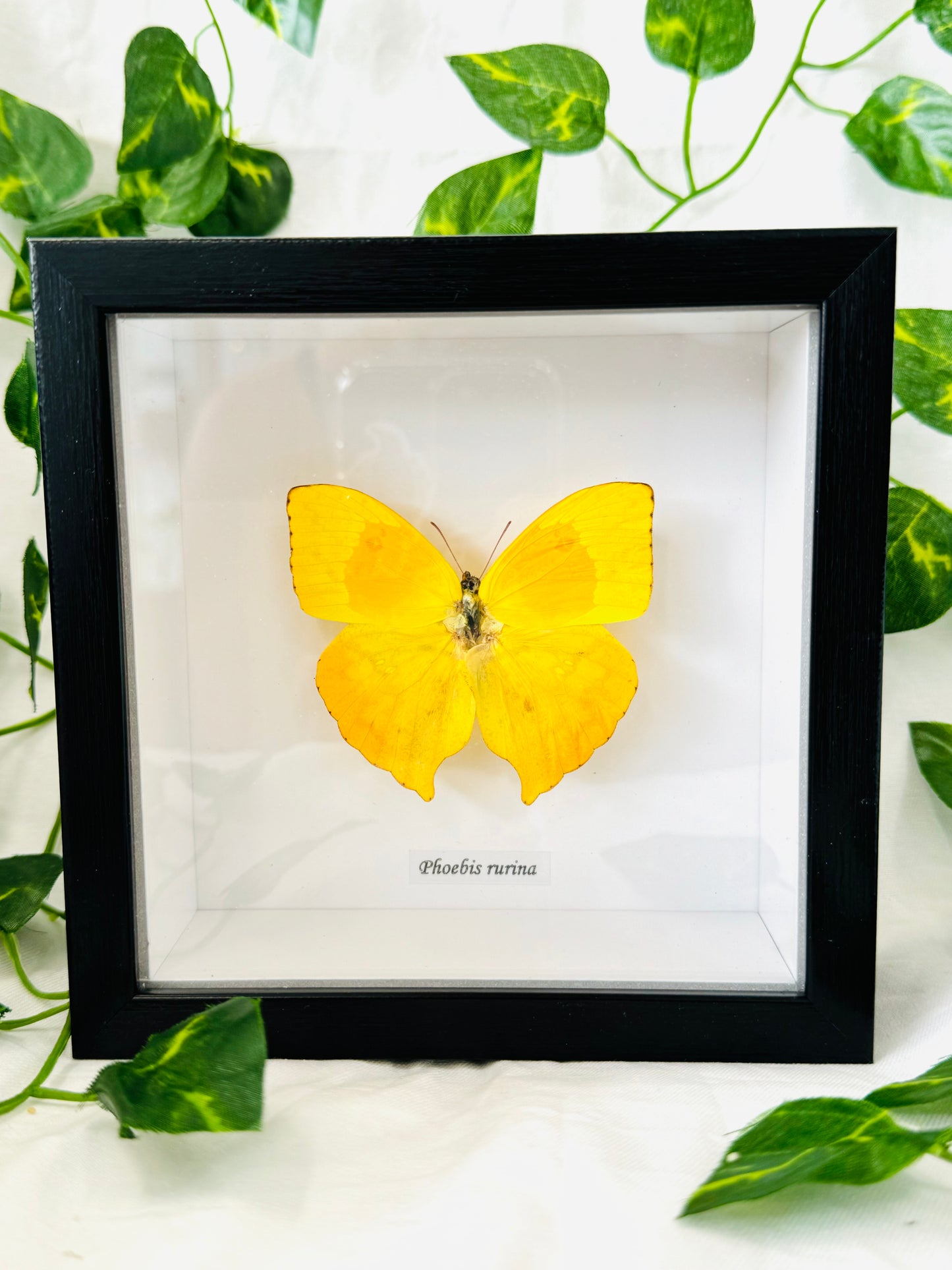 Phoebis Rurina | Framed Specimen