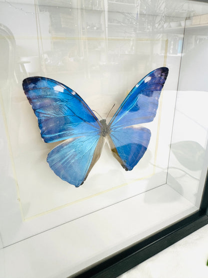 Morpho Adonis | Framed Specimen