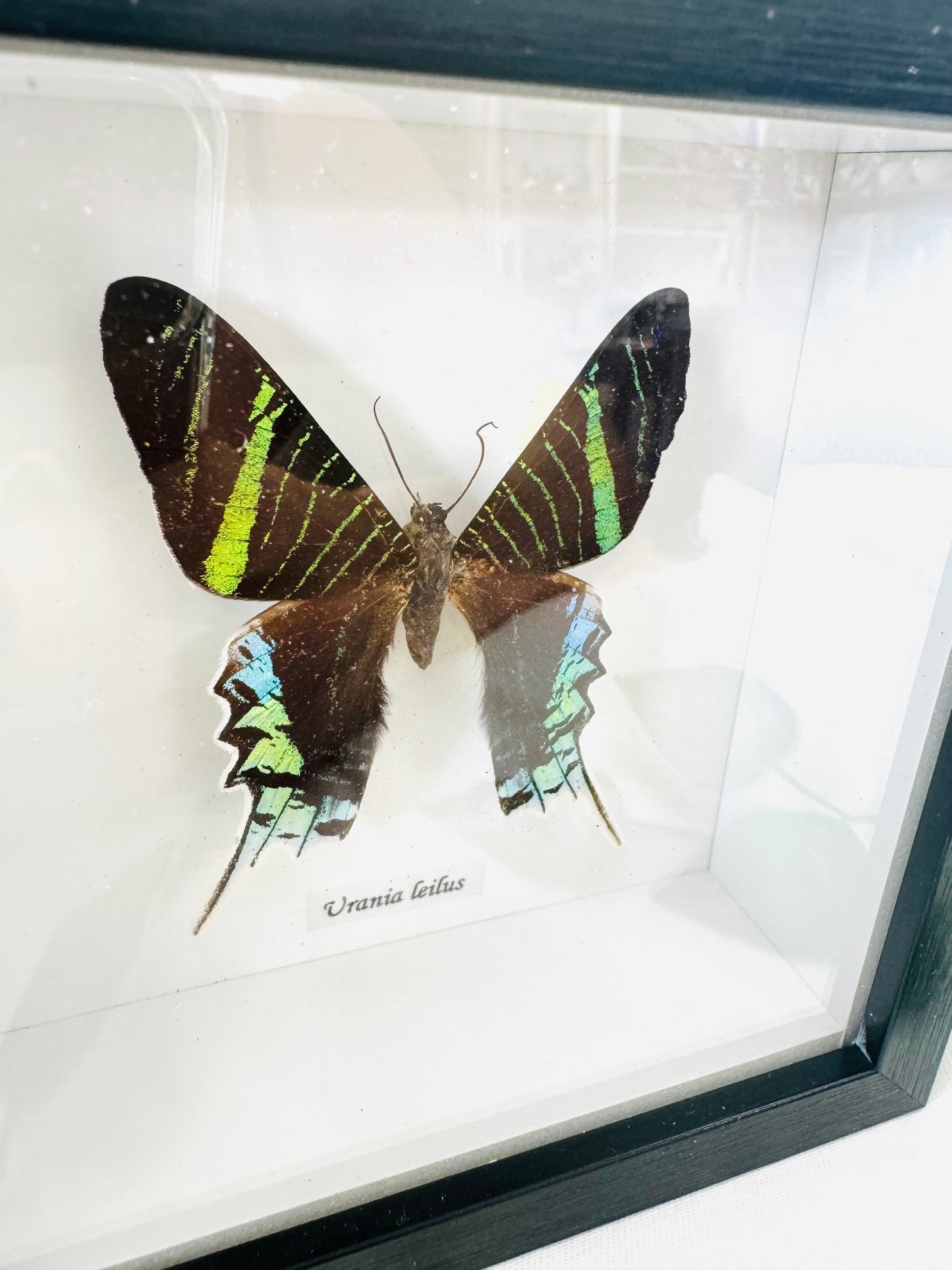 Urania Leilus | Framed Specimen