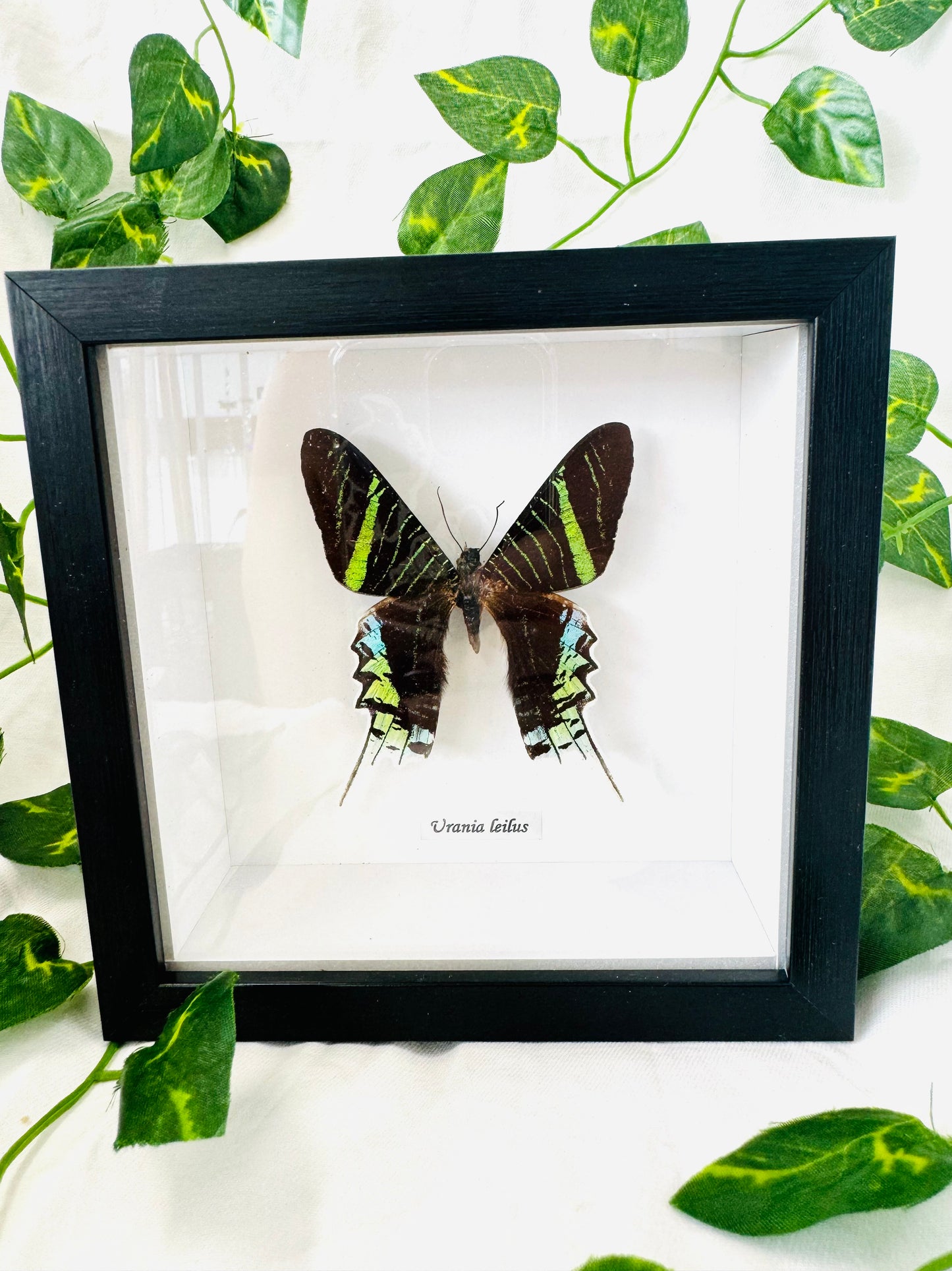 Urania Leilus | Framed Specimen