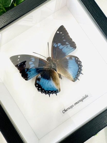 Charaxes Smaragdalis | Framed Specimen