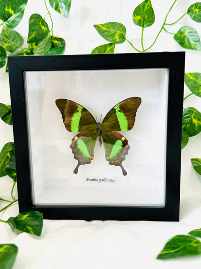 Papilio Palinurus | Framed Specimen