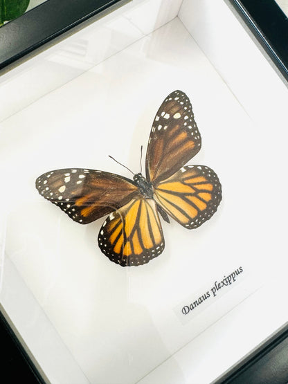 Danaus Plexippus Female Monarch | Framed Specimen