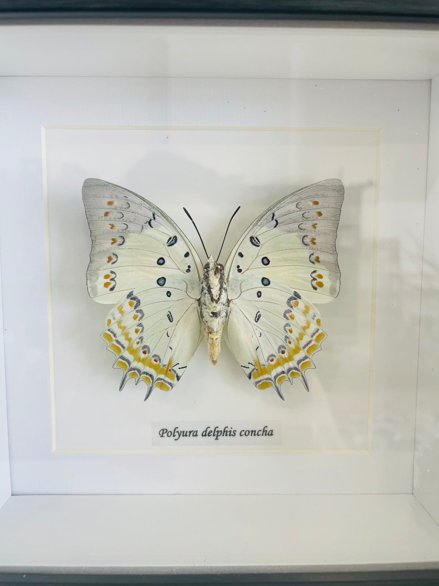 Polyura Delphis Concha ‘Jewel Nawab’ | Framed Specimen