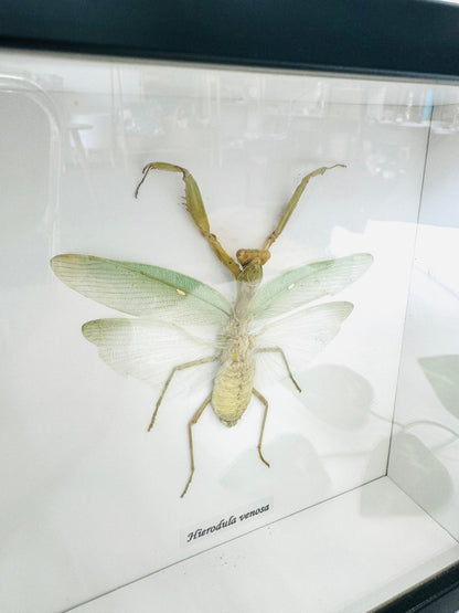 Hierodula Venosa | Framed Specimen