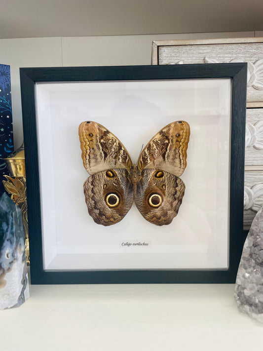 Caligo Eurilochus ‘Forest Giant Owl’ | Framed Specimen