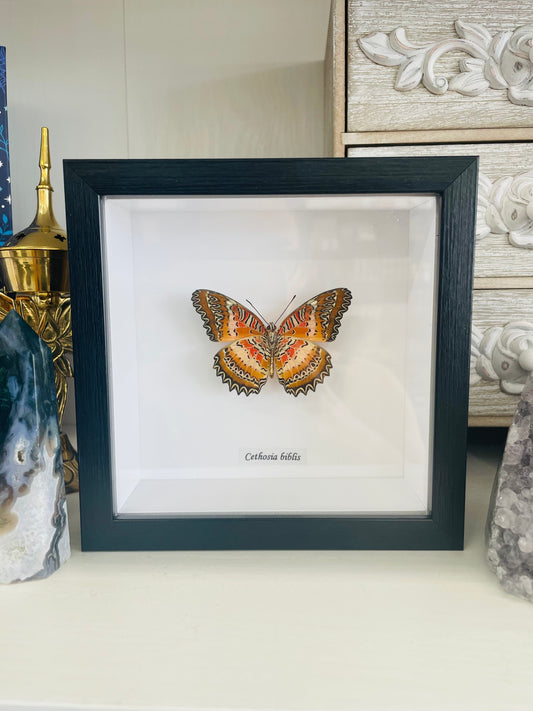 Cethosia Biblis | Framed Specimen